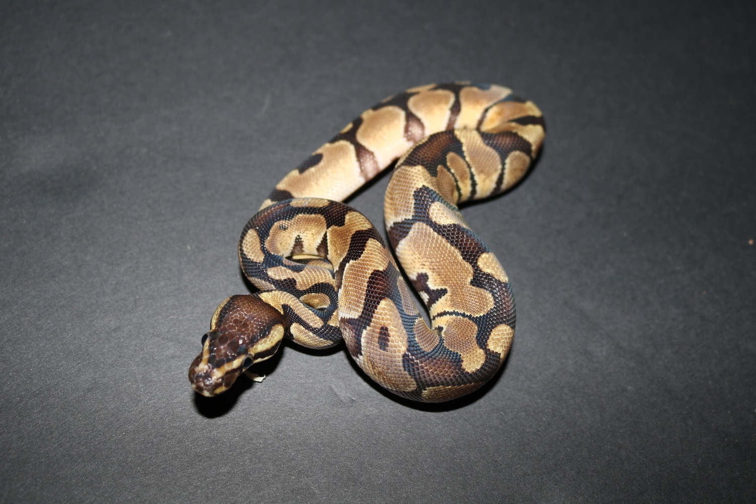 Enchi Het Vpi Axanthic Het Desert Ghost Ball Python by Wards World Of ...