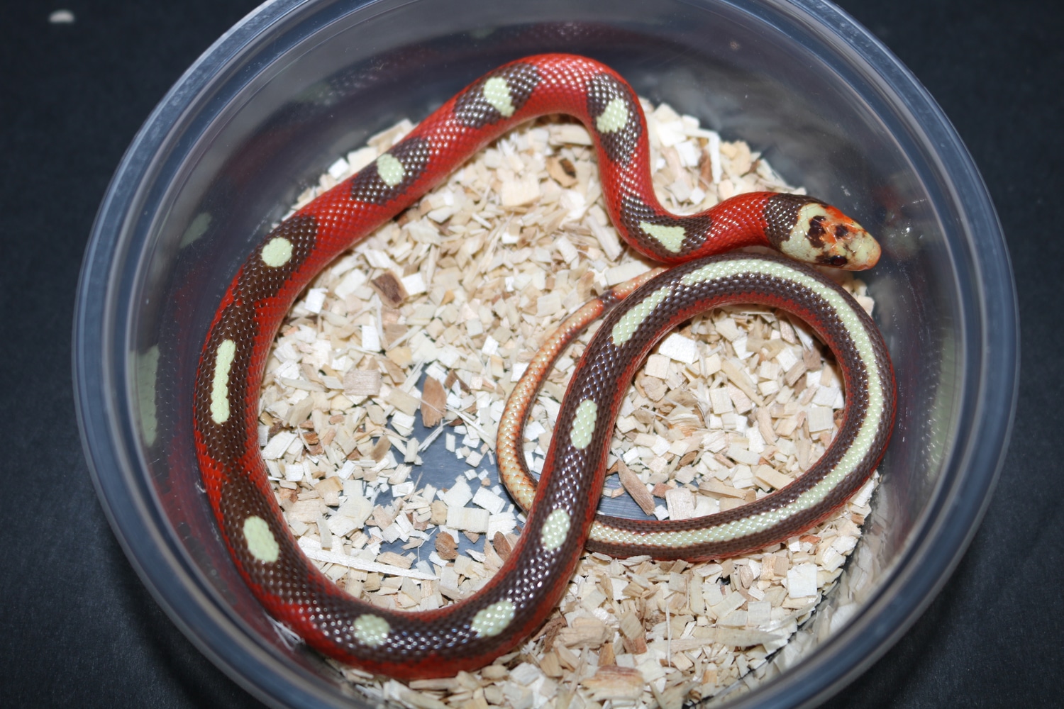 T Positive Splotched Nelson's Milk Snake by Wards World Of Reptile