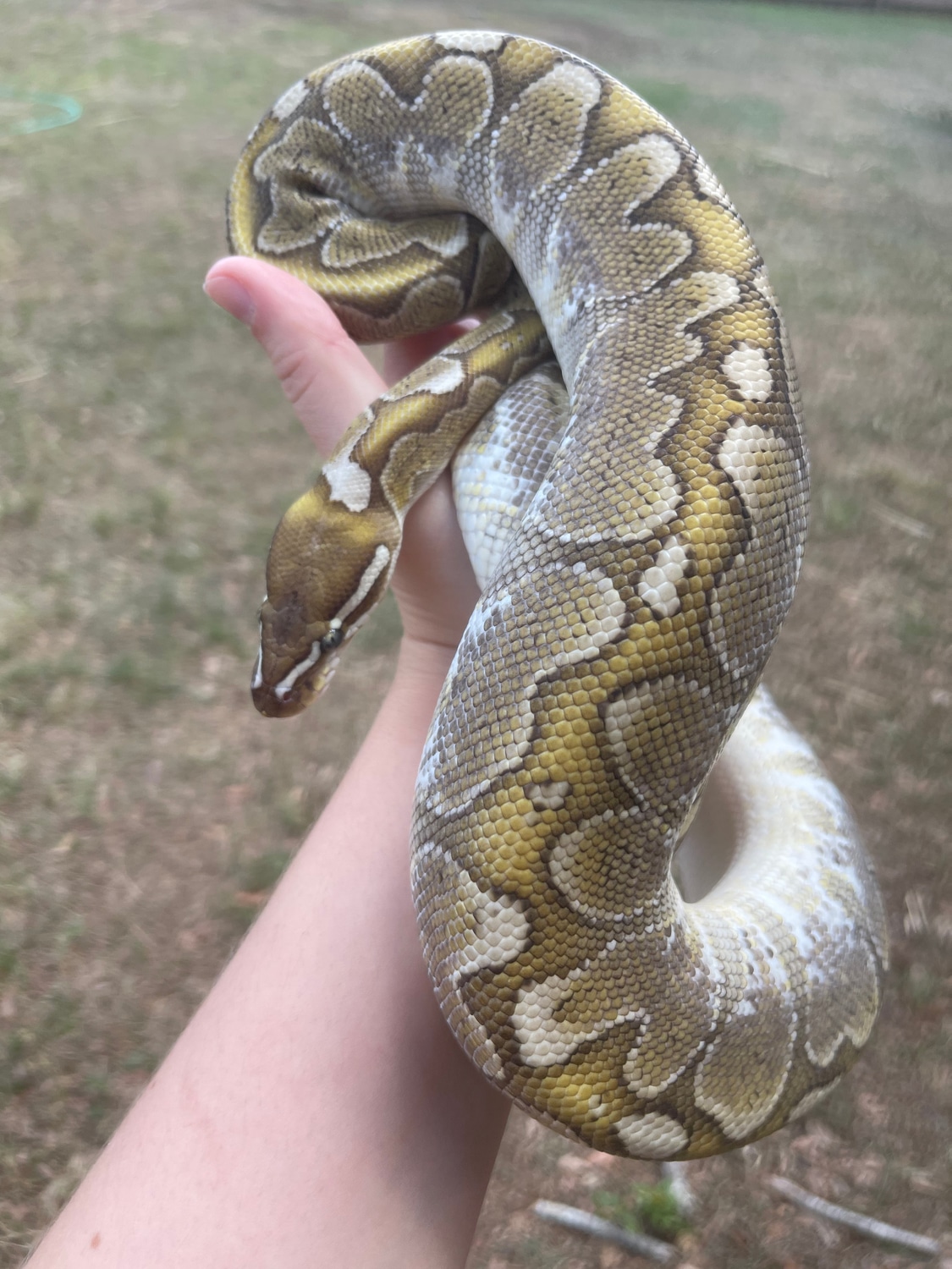 Bamboo Het Ultramel Ball Python by Wards World Of Reptile Propagation ...