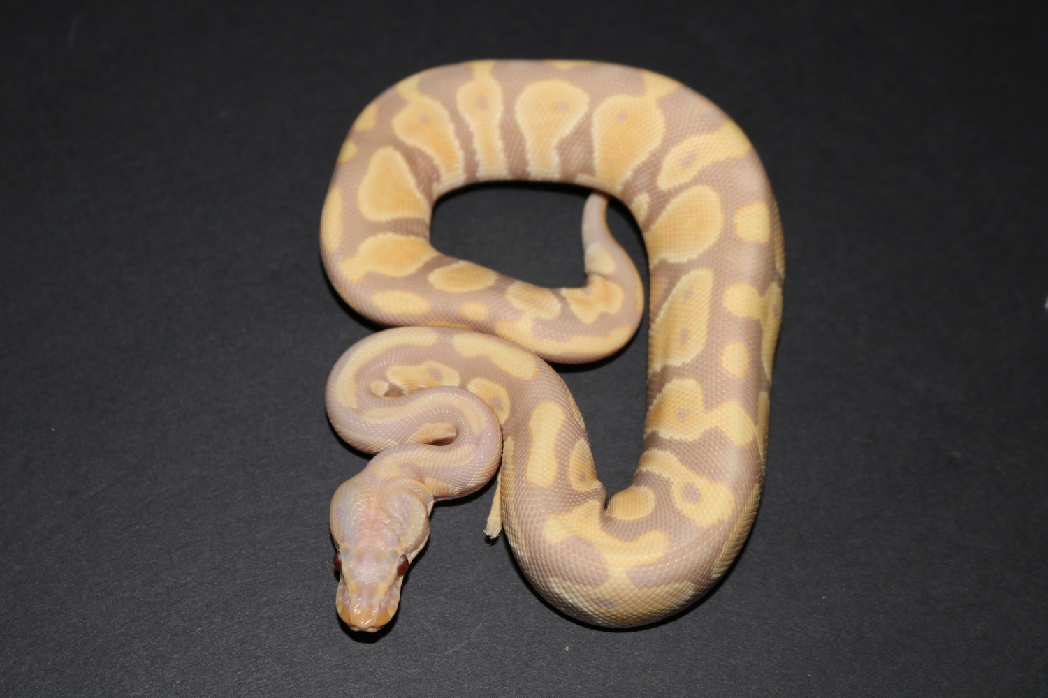 Candy Ball Python by Wards World Of Reptile Propagation - MorphMarket