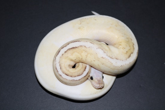 Sterling Ball Python by Wards World Of Reptile Propagation