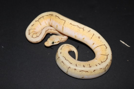Spinner Snake Ball Python Super Pastel Spinner Ball Python by Wards World Of Reptile Propagation
