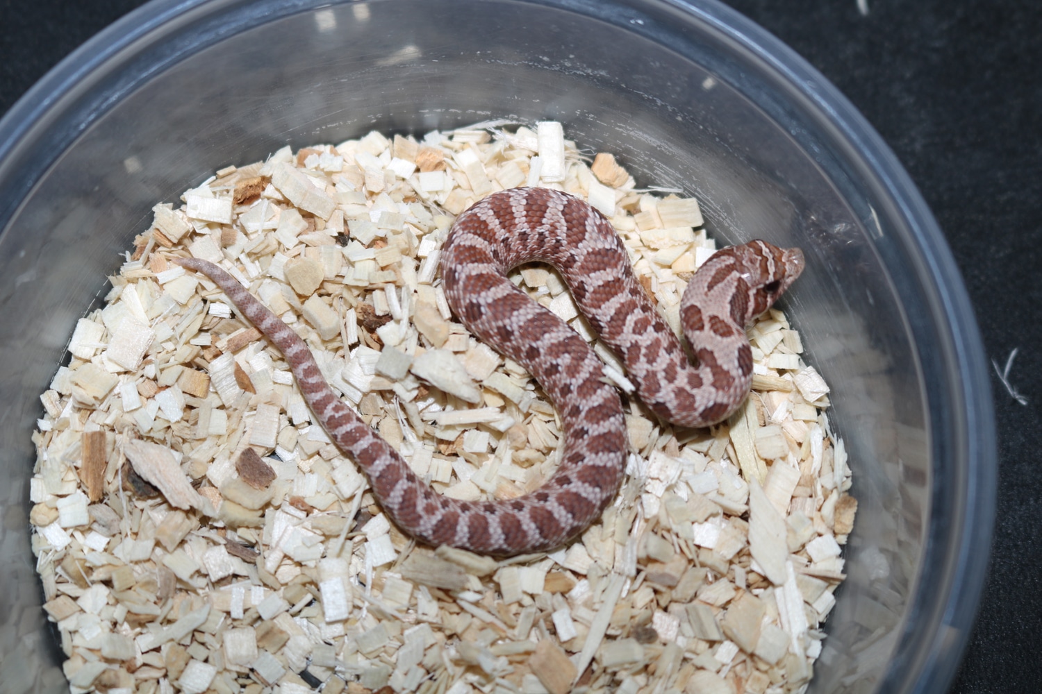 Lavender Western Hognose by Wards World Of Reptile Propagation