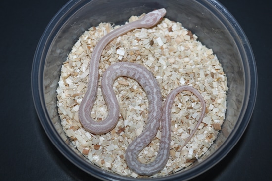 Tessera Pink Coral Snow Corn Snake by Wards World Of Reptile Propagation