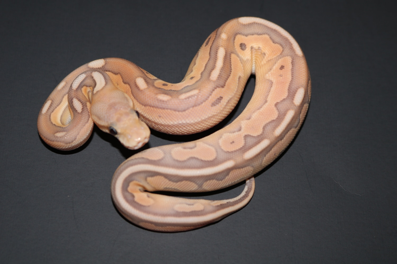 Banana Cinnamon Lesser Ball Python by Wards World Of Reptile ...