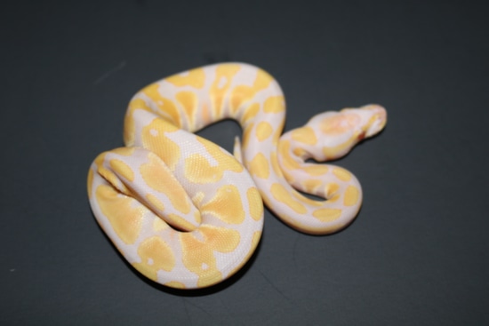 Candy Ball Python by Wards World Of Reptile Propagation