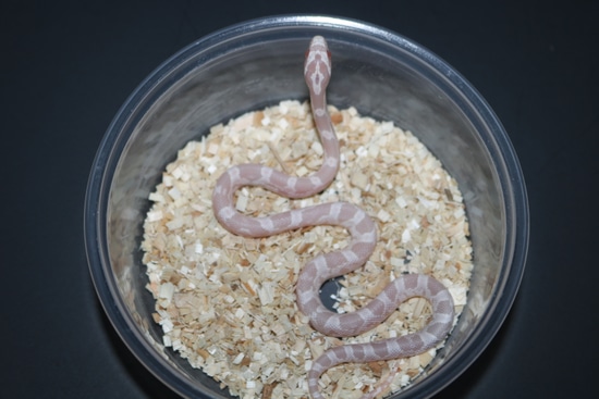 Pink Coral Snow Corn Snake by Wards World Of Reptile Propagation