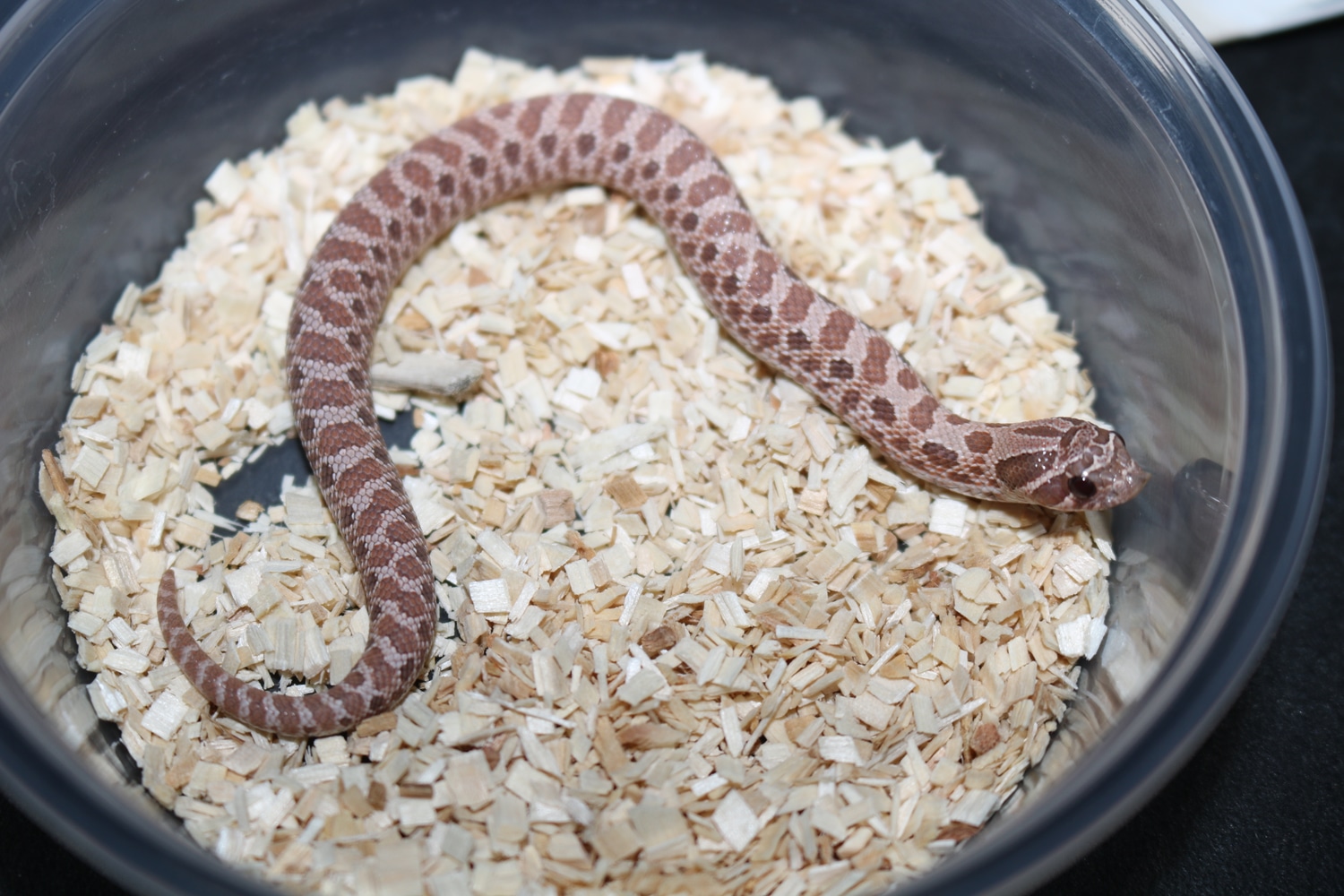 Lavender Western Hognose by Wards World Of Reptile Propagation