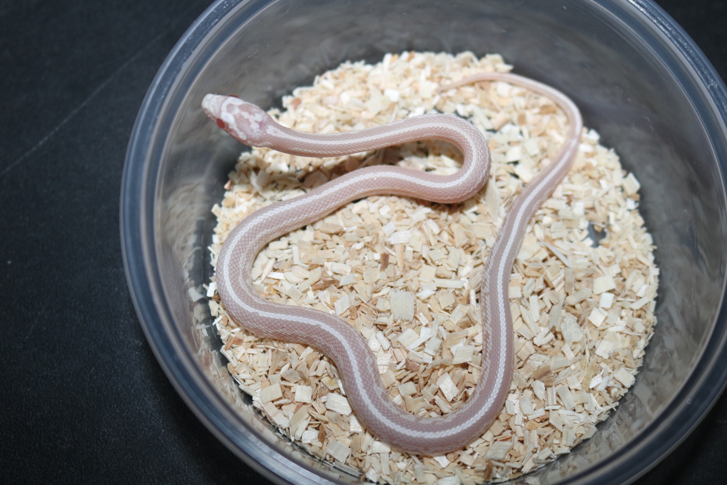 Tessera Pink Coral Snow Corn Snake by Wards World Of Reptile ...