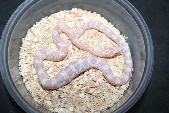 Pink Coral Snow Corn Snake by Wards World Of Reptile Propagation