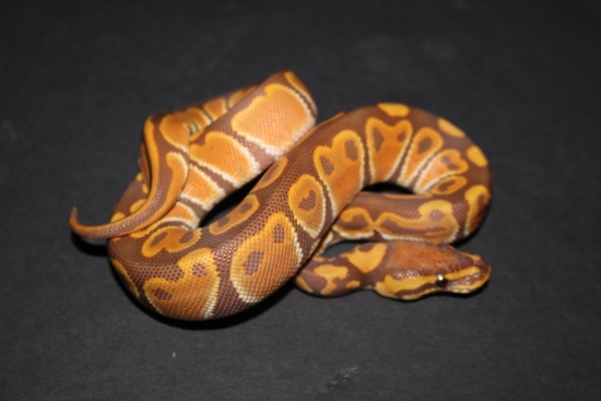 Ultramel Ball Python by Wards World Of Reptile Propagation