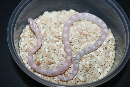 Pink Coral Snow Corn Snake by Wards World Of Reptile Propagation