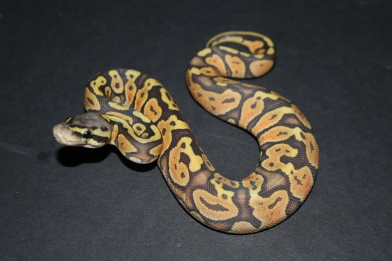 Pastel Orange Ghost Ball Python by Wards World Of Reptile Propagation