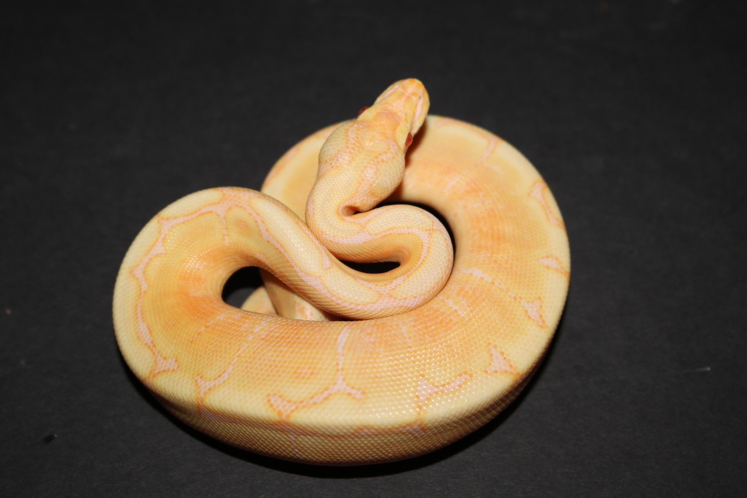 Albino Spider Ball Python by Wards World Of Reptile Propagation ...