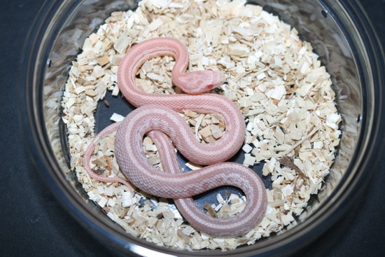 Tesser Pink Coral Snow Corn Snake by Wards World Of Reptile Propagation