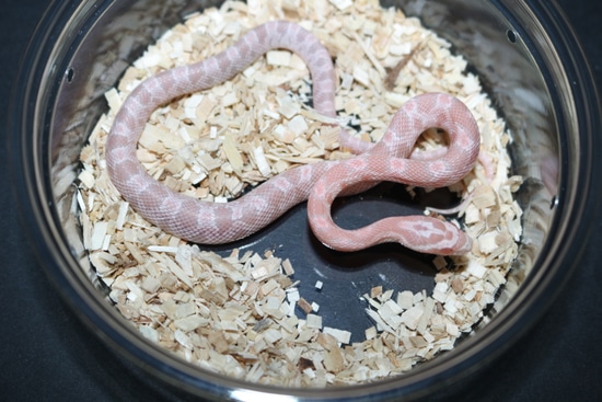 Pink Coral Snow Corn Snake by Wards World Of Reptile Propagation