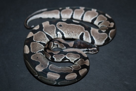 Vpi Axanthic Ball Python by Wards World Of Reptile Propagation