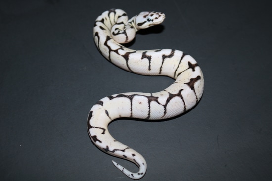 Vpi Zebra Bee Ball Python by Wards World Of Reptile Propagation