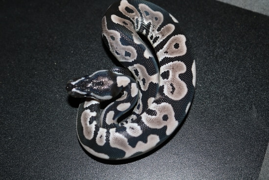 Leopard Vpi Axanthic Ball Python by Wards World Of Reptile Propagation