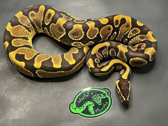 Enchi Yellow Belly Ball Python by Warfel's Morphs