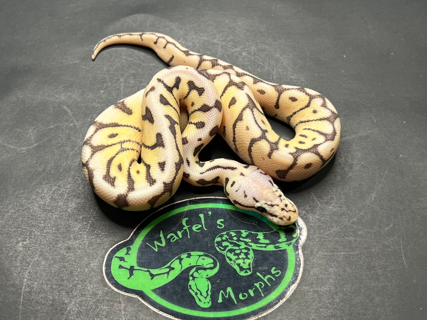 Killer Bee 66% Double Het. TSK Axanthic Clown Ball Python by Warfel's ...