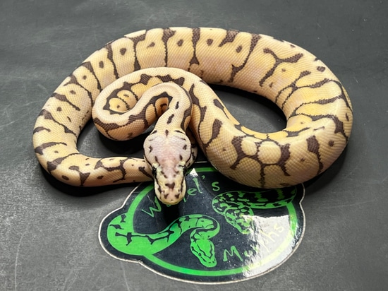 Killer Bee 66% Dbl. Het TSK Axanthic Clown Ball Python by Warfel's Morphs