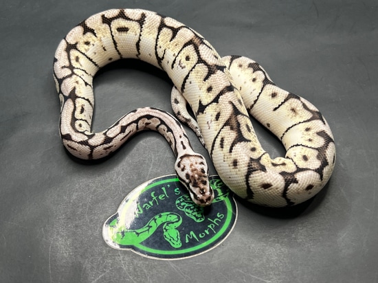 TSK Axanthic Bumble Bee Ball Python by Warfel's Morphs