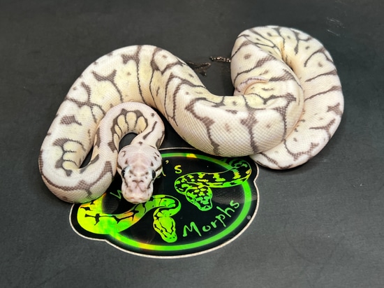 TSK/Black Axanthic Killer Zebra Bee Ball Python by Warfel's Morphs