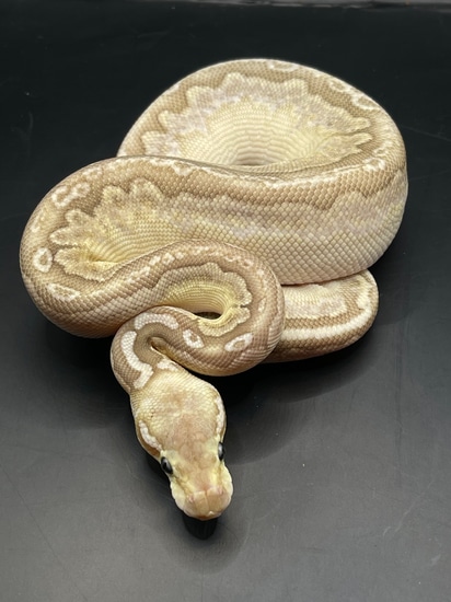 Pastel Bamboo Ball Python by War Machine Exotics