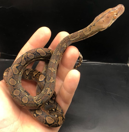 Double Het Purple Anthrax Reticulated Python by War Machine Exotics