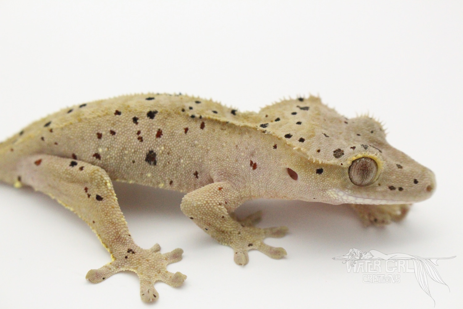 Confetti Super Dalmatian Crested Gecko by Water Girl Creations
