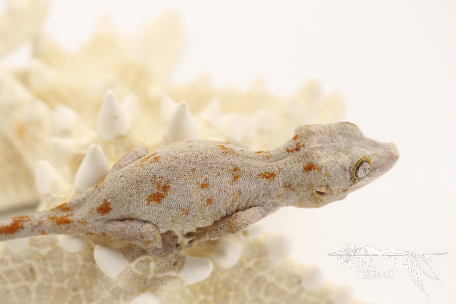 Blotched Possible Female Gargoyle Gecko by Water Girl Creations