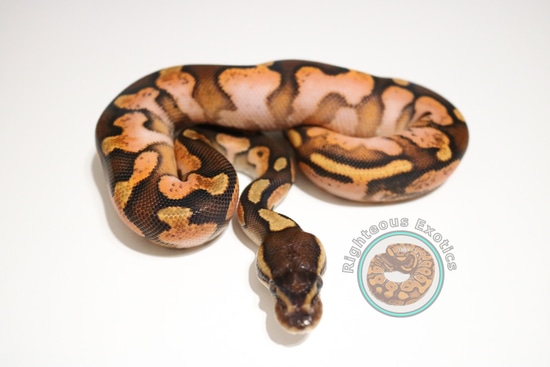 OD Calico Enchi Ball Python by Righteous Exotics