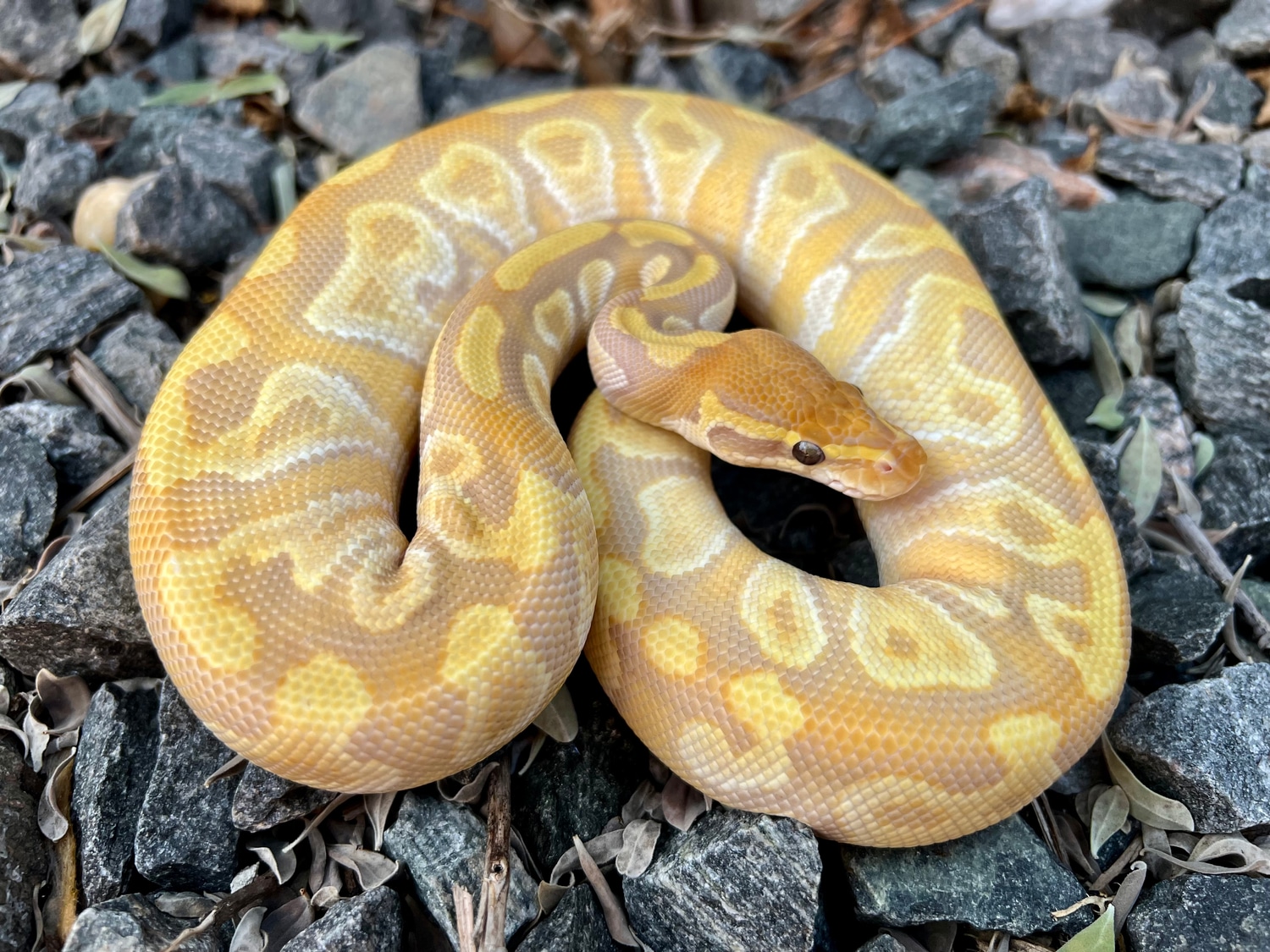 Ultramel Fire Mojave Ball Python by Wayne grandy - MorphMarket