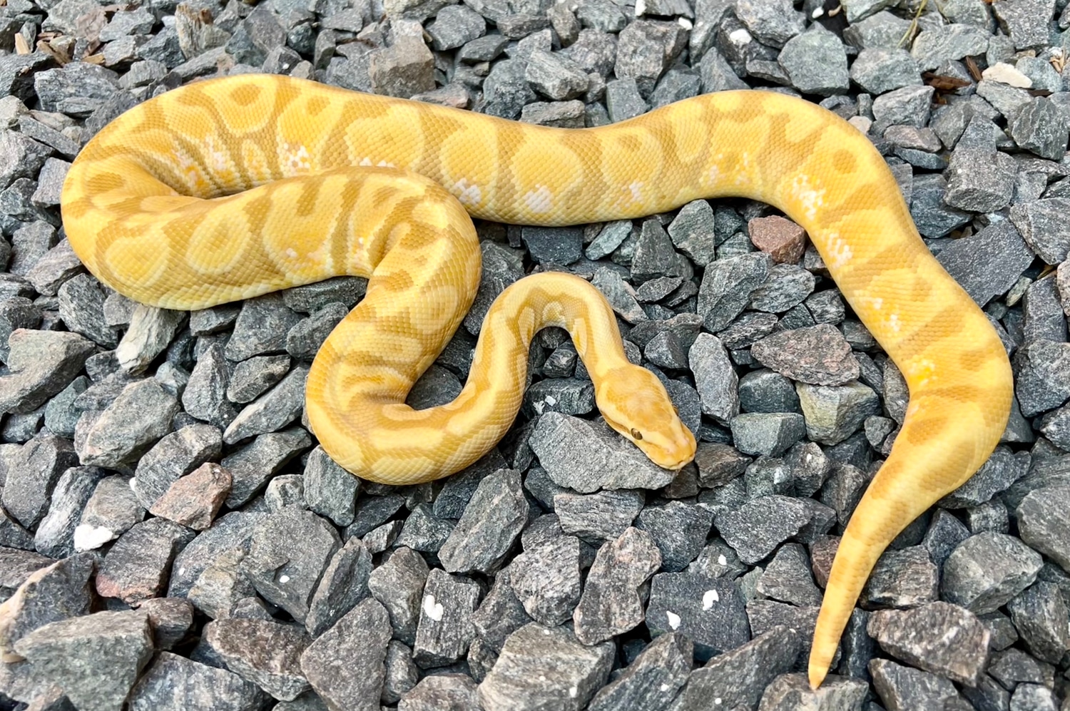 Ultramel Enchi Inferno Ball Python by Wayne grandy - MorphMarket