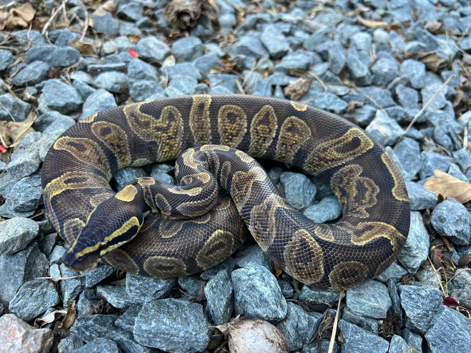 Ghi Leopard Ball Python by Wayne grandy - MorphMarket