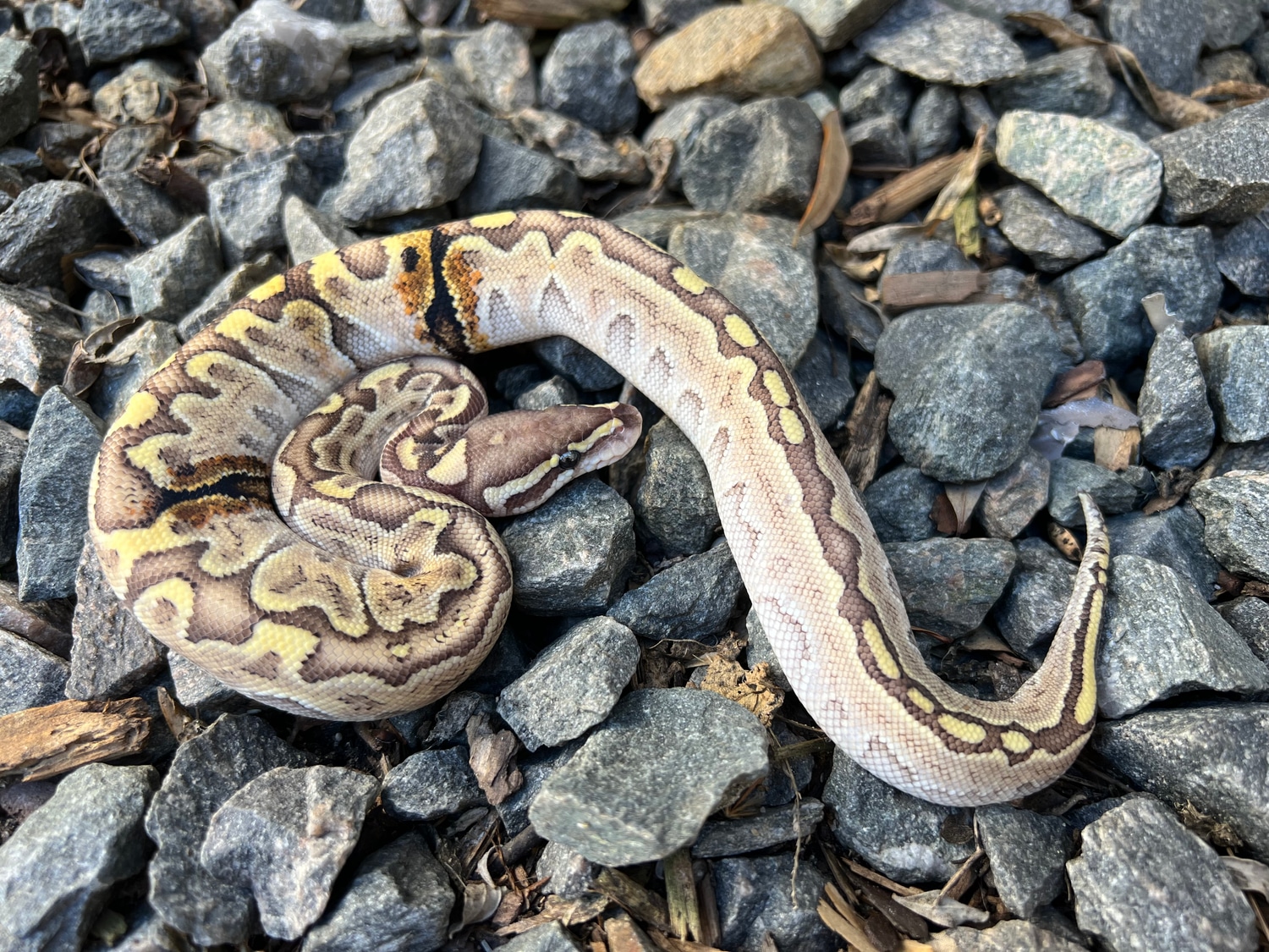 Bamboo Pastel Hra With Paradox Ball Python by Wayne grandy MorphMarket