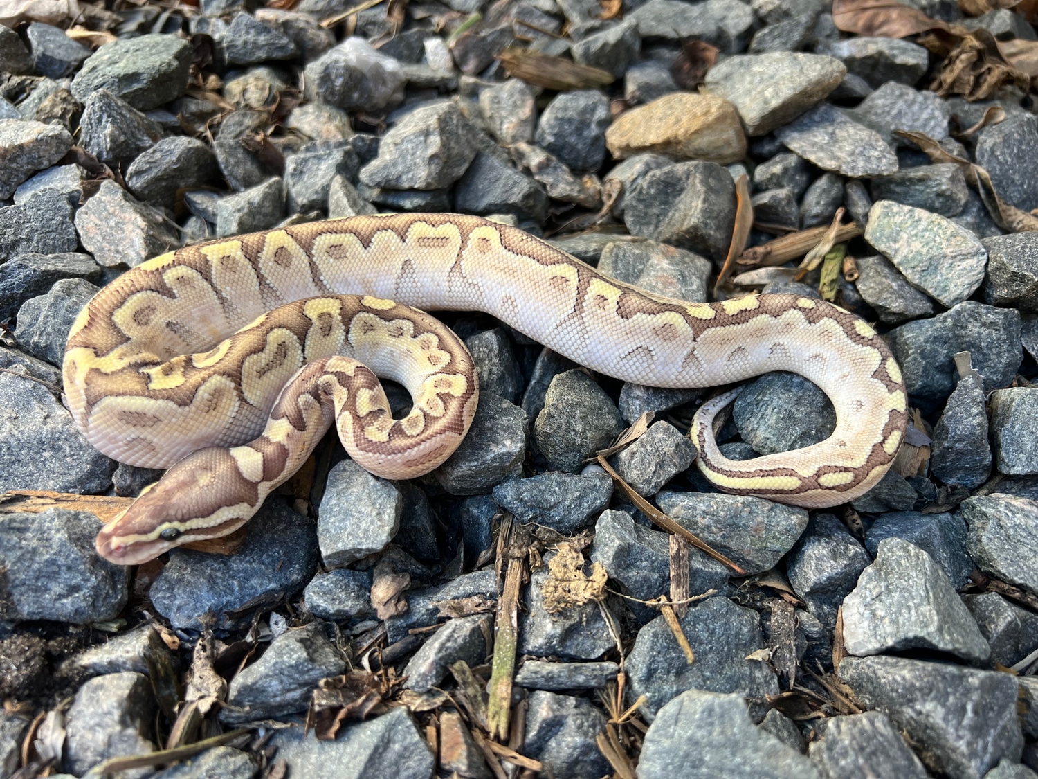 Bamboo Pastel Hra Ball Python by Wayne grandy - MorphMarket