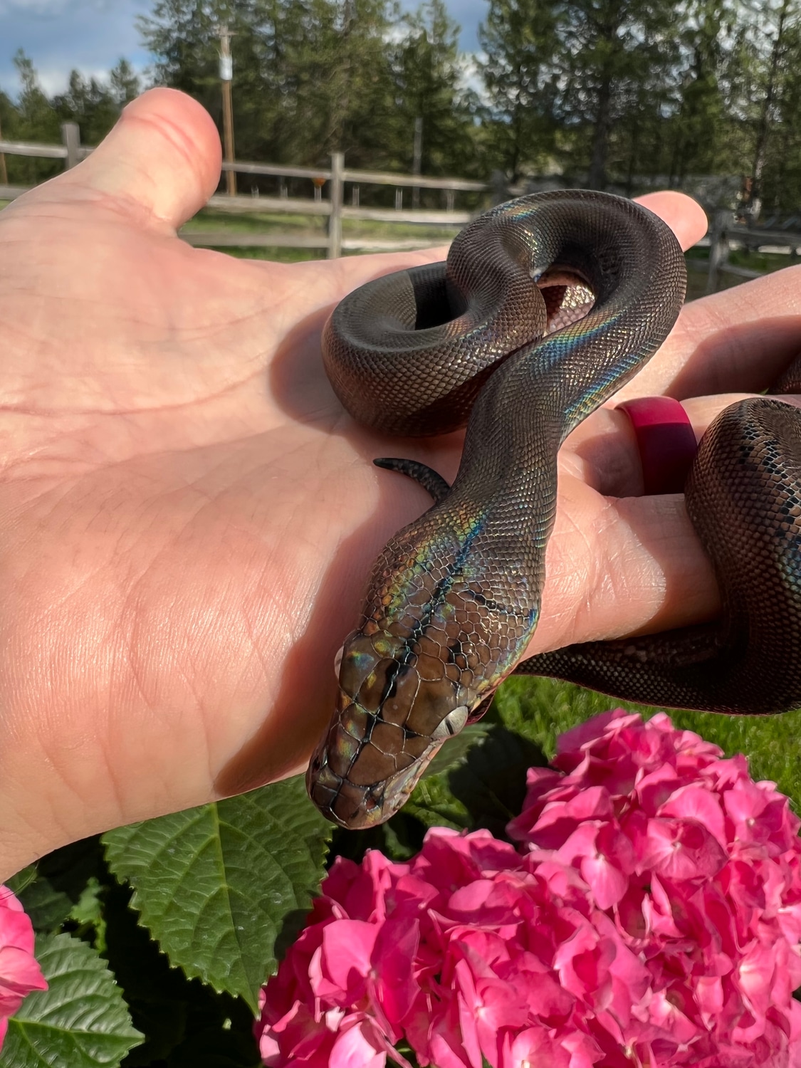 59.37% SD/D GC Anery 66% Het Purple Snow Reticulated Python by Prodigy ...