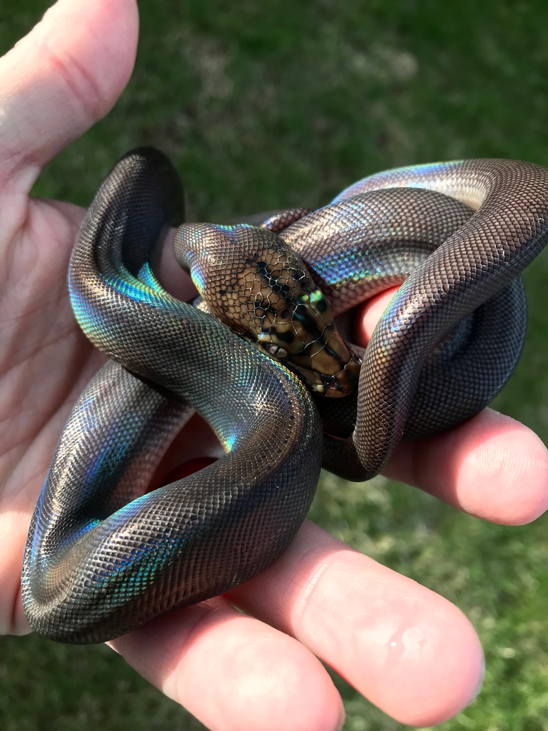 59.37% SD/D Motley GC Anery 66% Het Purple Snow Reticulated Python by ...