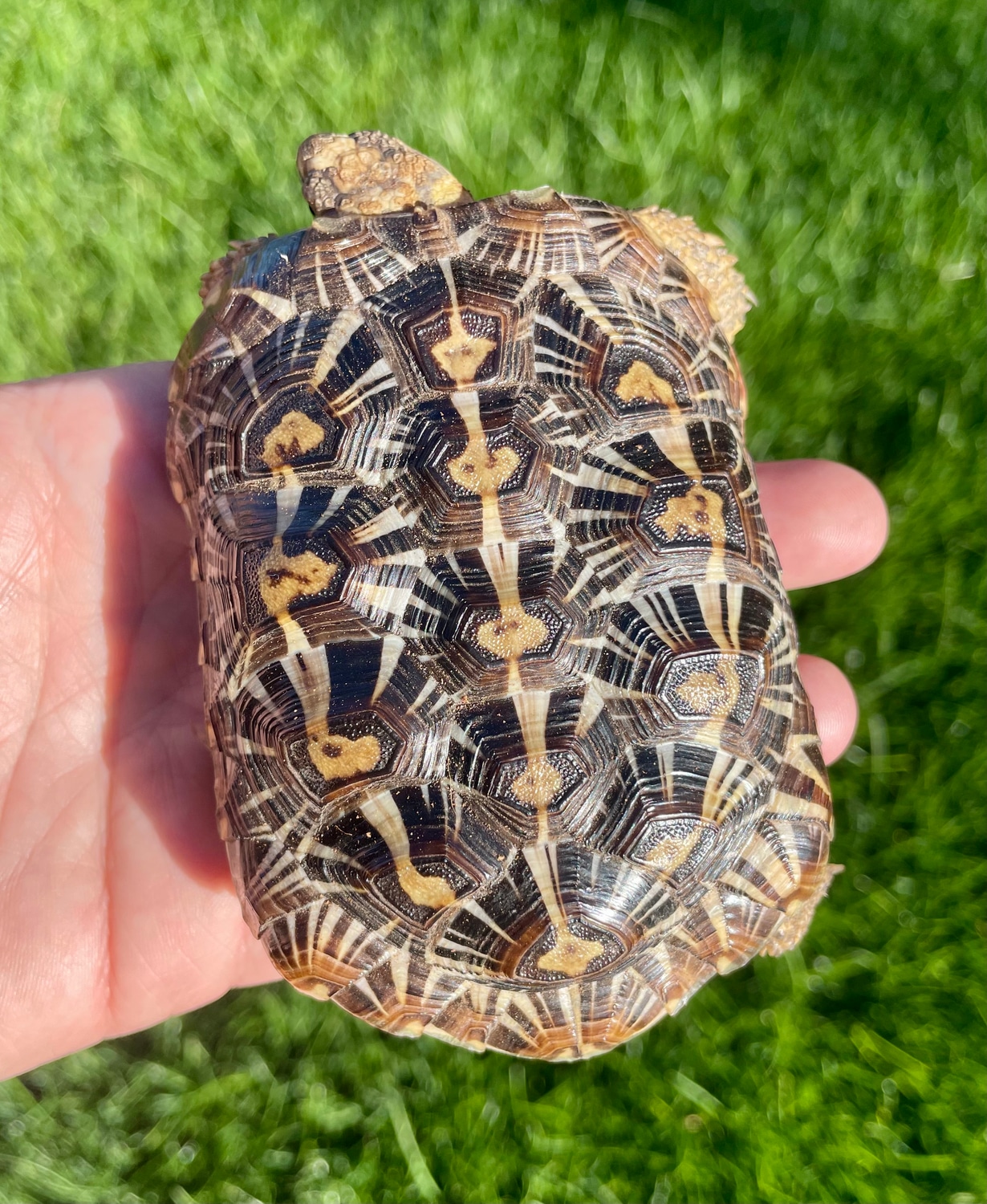 Sub Adult Male Pancake Tortoise by Prodigy Pythons - MorphMarket