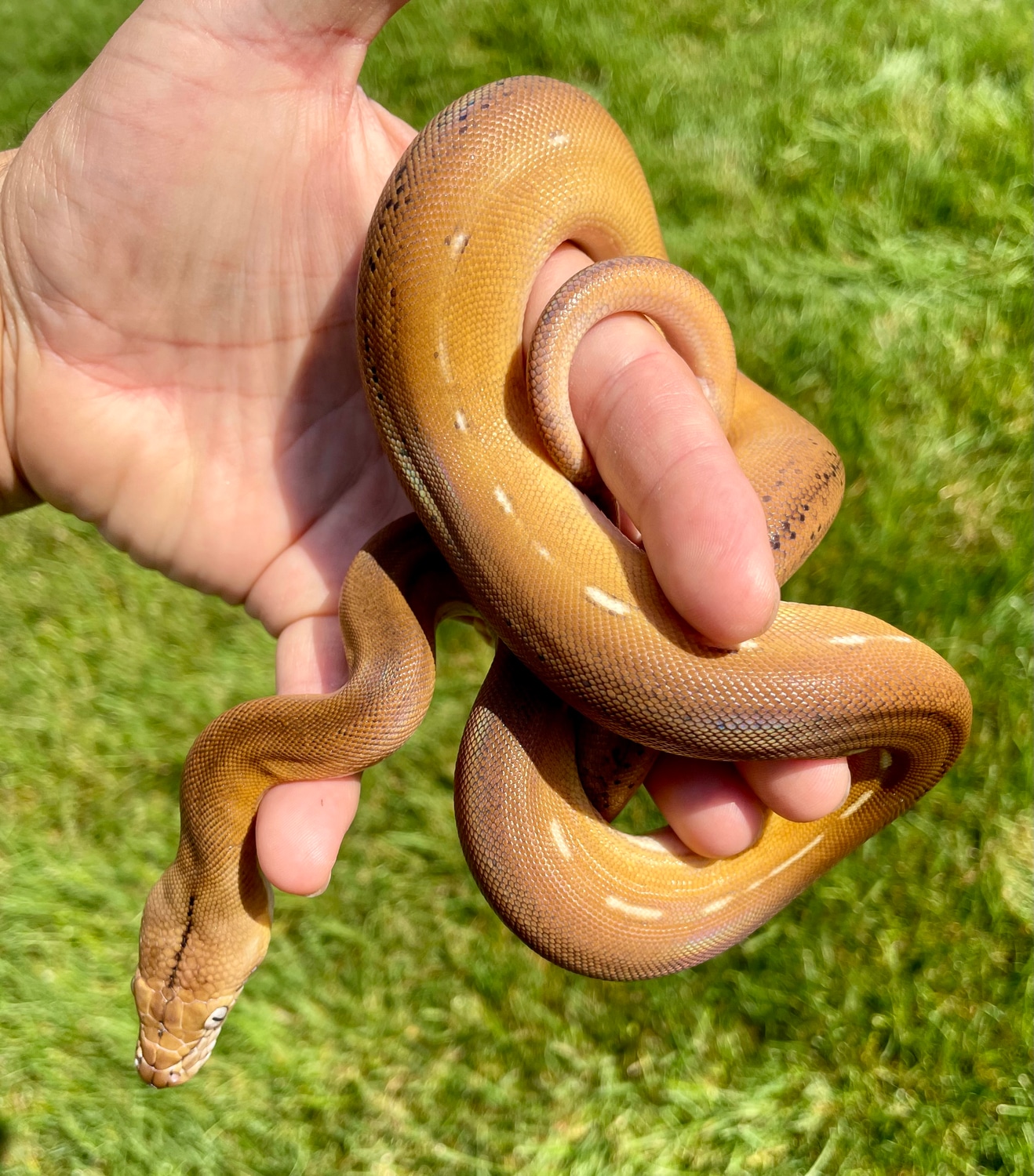 GC Platinum SunTiger HOGS 50% Het Purple/Caramel Reticulated Python by ...