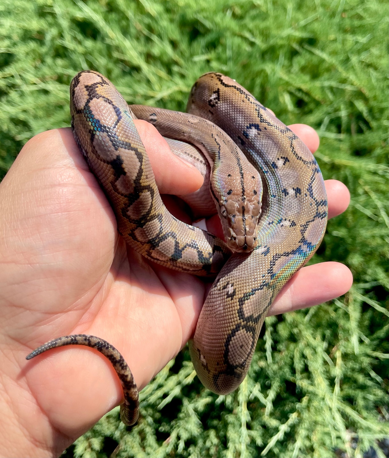 59.37% SD/D Motley Anery 66% Het Purple Snow Reticulated Python by ...
