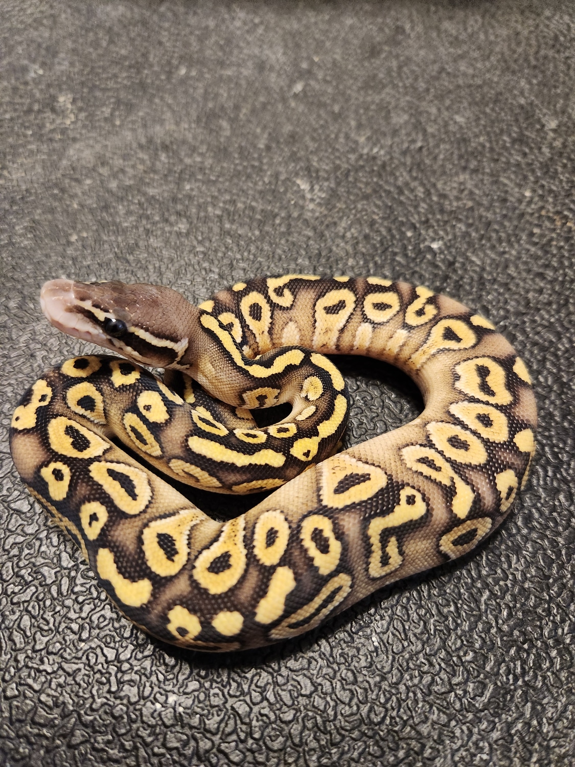 Mojave Het Monsoon Ball Python by Triangle Reptile and Rodents ...