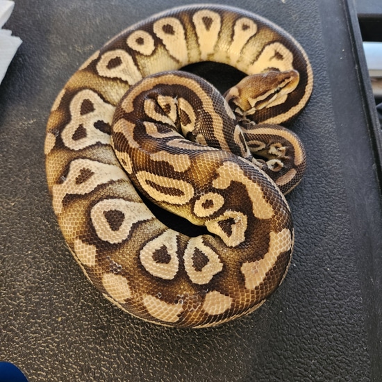 Pastave 50% Ph Monsoon Ball Python by Triangle Reptile and Rodents