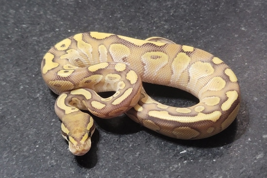 Lesser Fire Ball Python by Port City Reptiles
