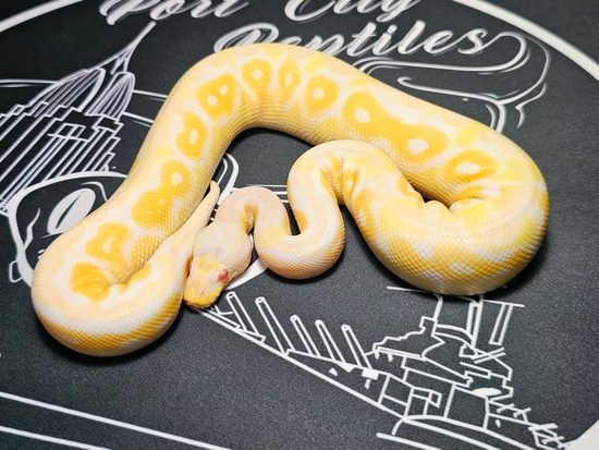 Albino Pewter Ball Python by Port City Reptiles