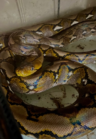 Reticulated Python Rtb Low Bid Starter By Weluvreptiles Photo Inspiration