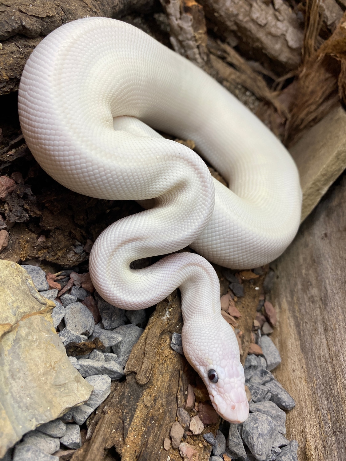 Blue Eye Lucistic Ball Python by Acadiana Reptile Company - MorphMarket
