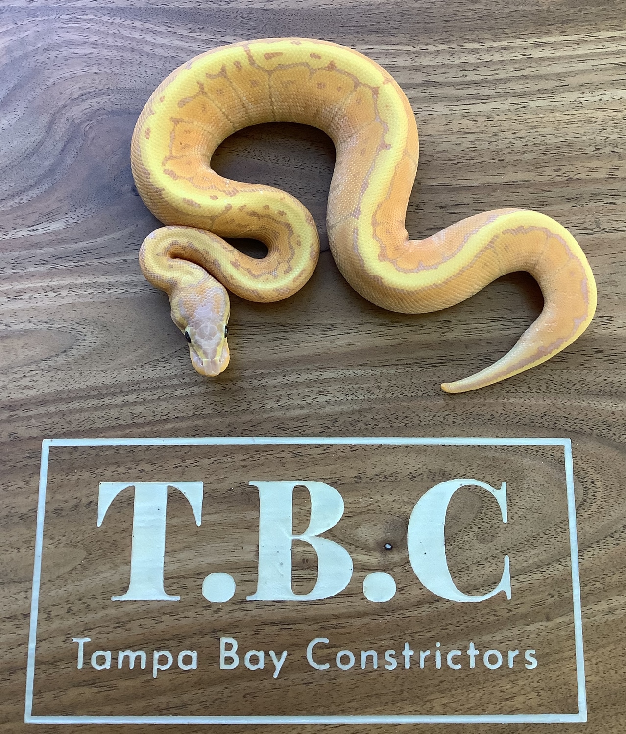 Banana Pinstripe Het Hypo Ball Python by Tampa Bay Constrictors